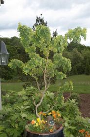 Photo of Twisty Baby® Locust Tree