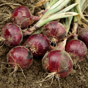 Onion Plants