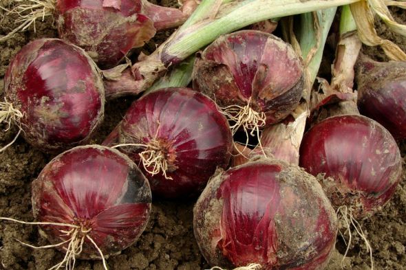 Onion Plants