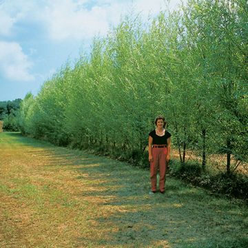 Photo of Stark® Hybrid Willow Tree