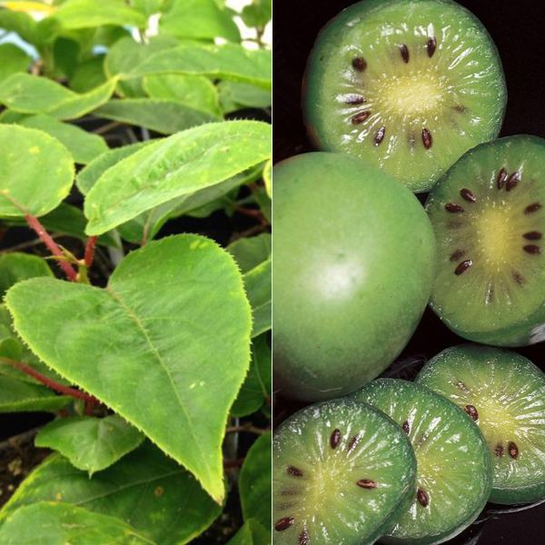 Photo of Hardy Kiwi Vine Collection