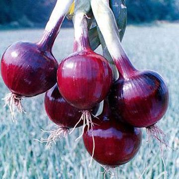 Photo of Redwing Onion Plant
