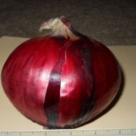 Photo of Redwing Onion Plant