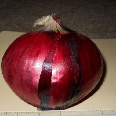 Photo of Redwing Onion Plant