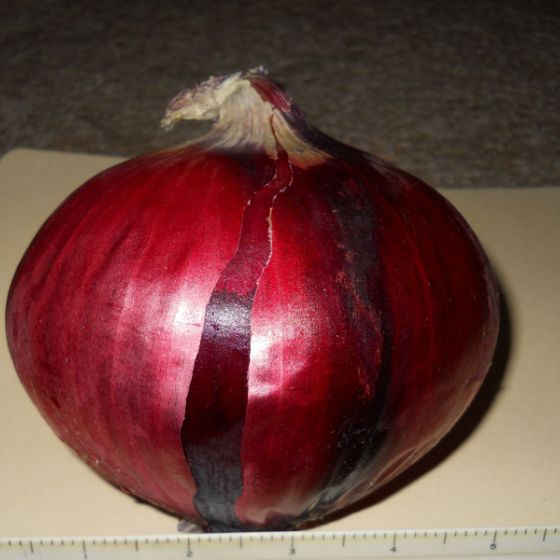 Photo of Redwing Onion Plant