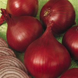 Photo of Redwing Onion Plant
