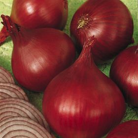 Photo of Redwing Onion Plant