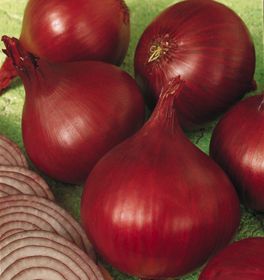 Photo of Redwing Onion Plant