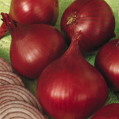 Photo of Redwing Onion Plant