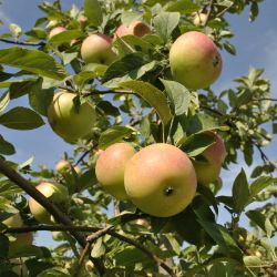 Photo of Winter Banana Antique Apple