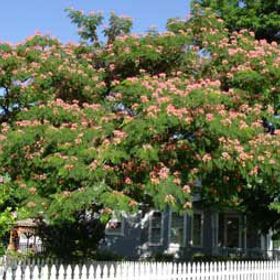 Photo of E H Wilson Mimosa Tree