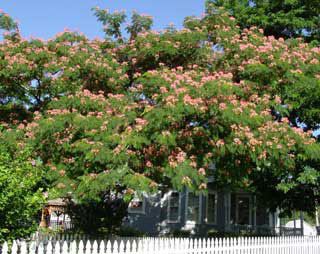 E H Wilson Mimosa Tree from Stark Bro's - Mimosa Trees For Sale
