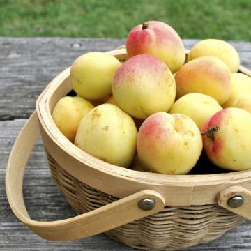 Photo of Twocot Apricot Tree