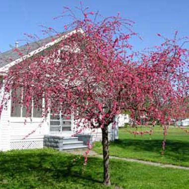 Photo of Pink Cascade Weeping Peach Tree