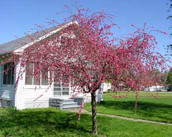 Do pink cascade weeping peach trees produce fruit