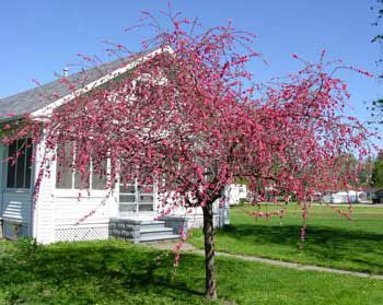 Weeping Flowering Trees Weeping Flowering Trees