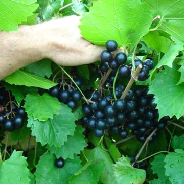 Photo of Noble Muscadine Grape Vine