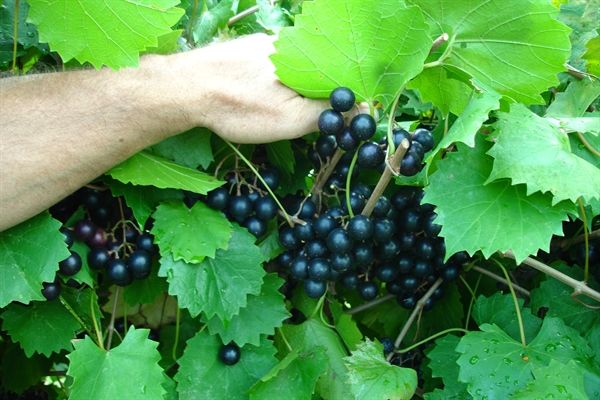 Noble Muscadine Grape Vine