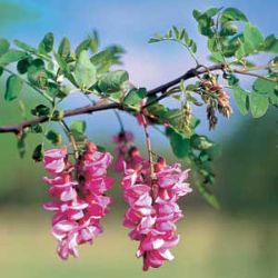 Photo of Purple Robe Locust Tree