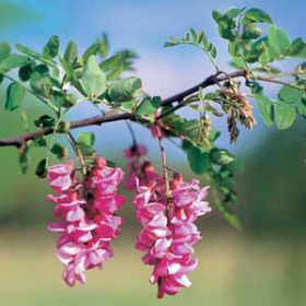 Photo of Purple Robe Locust Tree