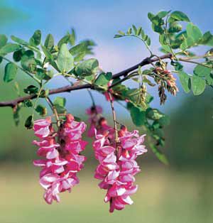 Photo of Purple Robe Locust Tree
