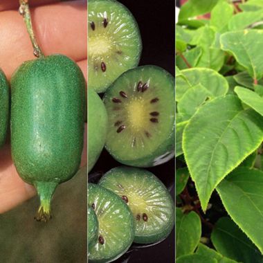 Photo of Bountiful Berries Kiwi Vine Collection