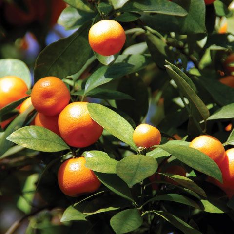 Photo of Calamondin Orange Tree