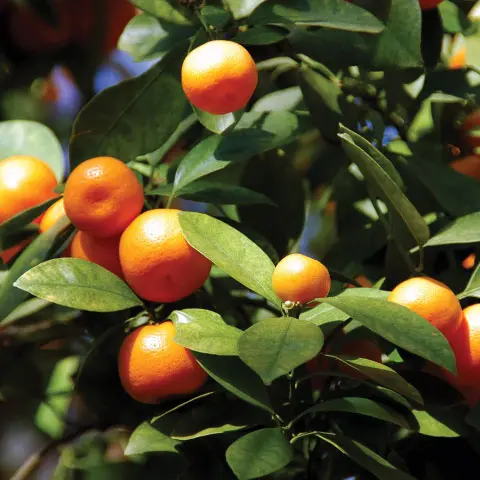 Stark Bros. Calamondin Orange Tree - Thumbnail 3