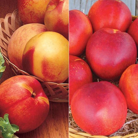 EasyCare Nectarine Tree Collection Stark Bro’s