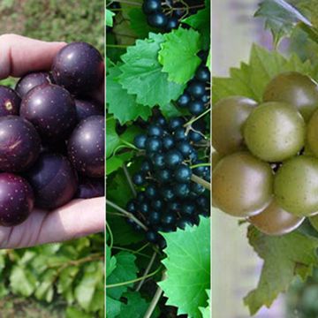 Photo of Muscadine Grape Vine Collection