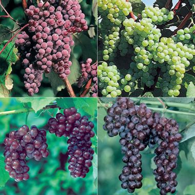 Photo of Our Most Wanted Grape Vine Collection