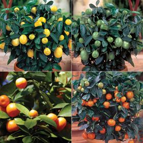 Photo of Quartet Citrus Tree Collection