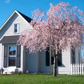 Photo of Pink Pendula Weeping Cherry Tree