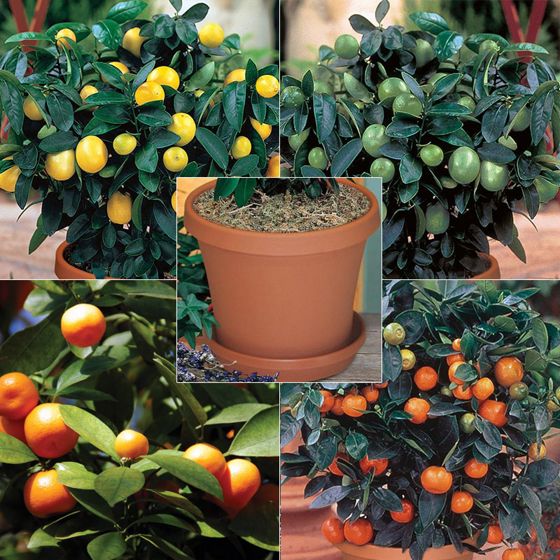 Photo of Quartet Citrus Tree Collection Kit