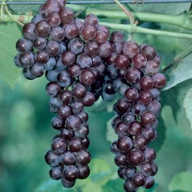 Photo of Our Most Wanted Grape Vine Collection