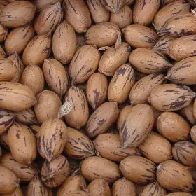 Photo of Pawnee Pecan Tree