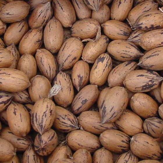 Photo of Pawnee Pecan Tree