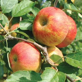 Photo of Cox's Orange Pippin Antique Apple Tree