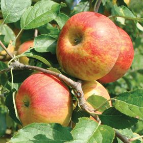 Photo of Cox's Orange Pippin Antique Apple Tree