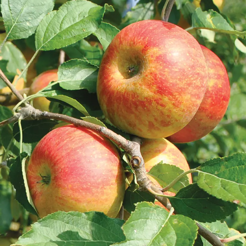 Stark Bros. Cox's Orange Pippin Apple Tree - Thumbnail 3