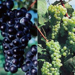 Bicentennial Grape Vine Collection