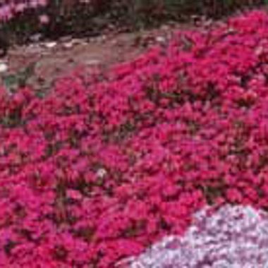 Photo of Crimson Beauty Creeping Phlox Plant