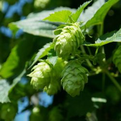 Photo of Centennial Hops Bine