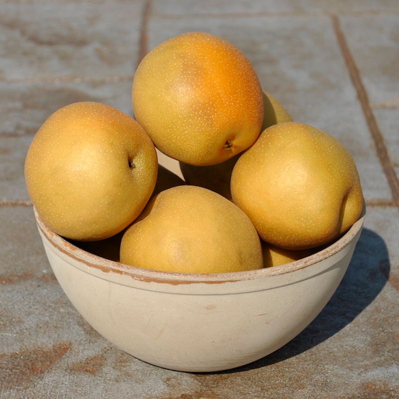 Piombi Da Pesca Jenzi Pear: Confezioni Da 2 A 4 Pezzi (dai 7g Ai 100g)