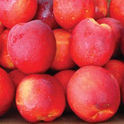 Photo of Stark® SunGlo Nectarine Tree