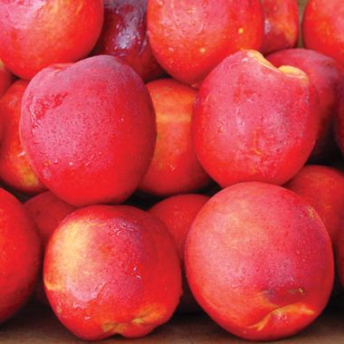 Photo of Stark® SunGlo Nectarine Tree