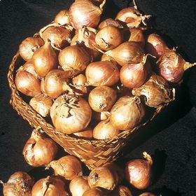 Photo of Yellow Shallots Plant