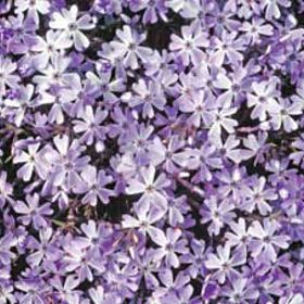 Photo of Emerald Blue Creeping Phlox Plant