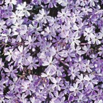 Photo of Emerald Blue Creeping Phlox Plant