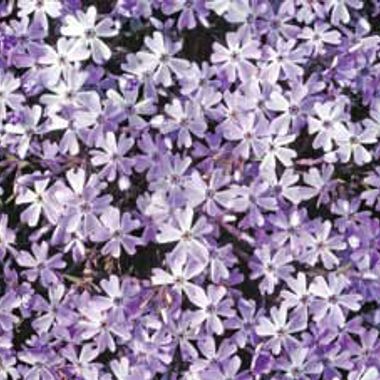 Photo of Emerald Blue Creeping Phlox Plant